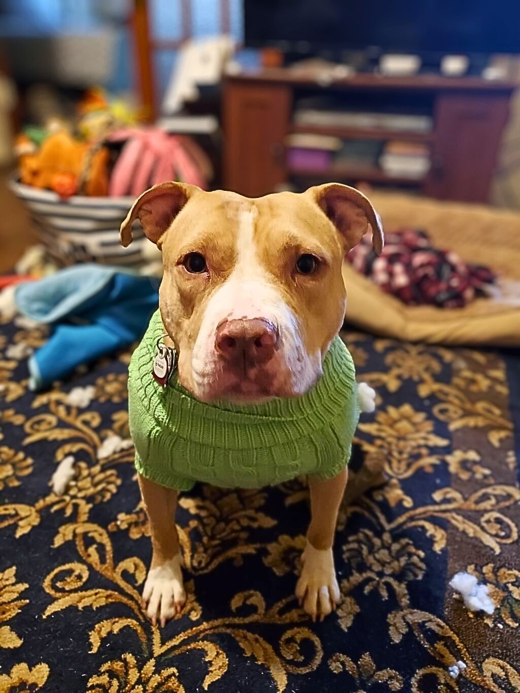 pit bull dog green shirt