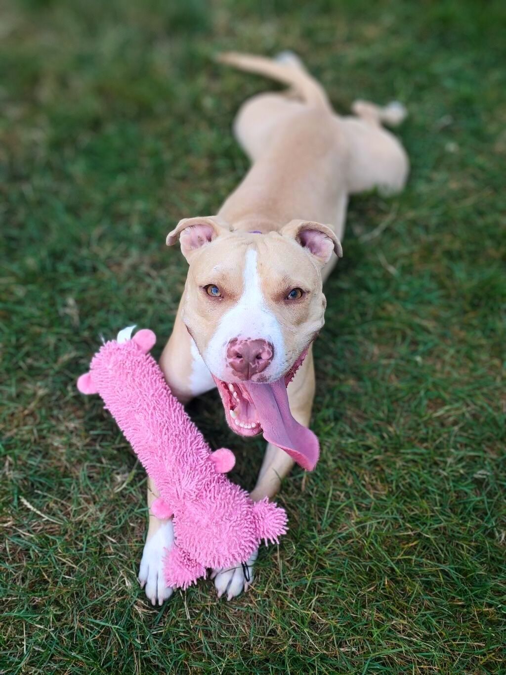 pit bull dog pink bone