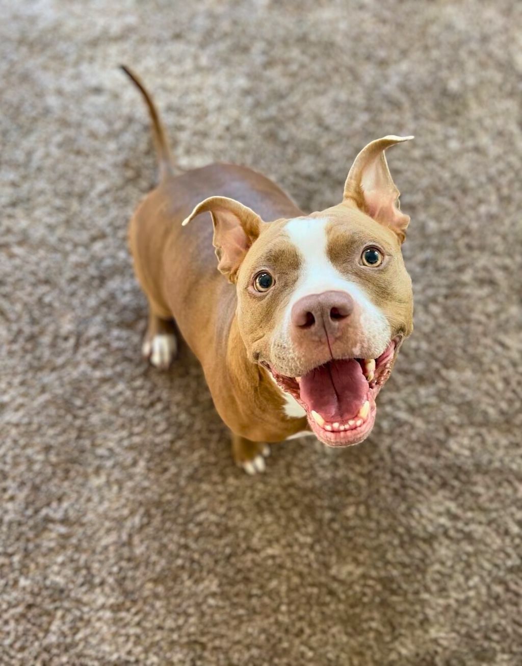 pit bull dog smiling looking up