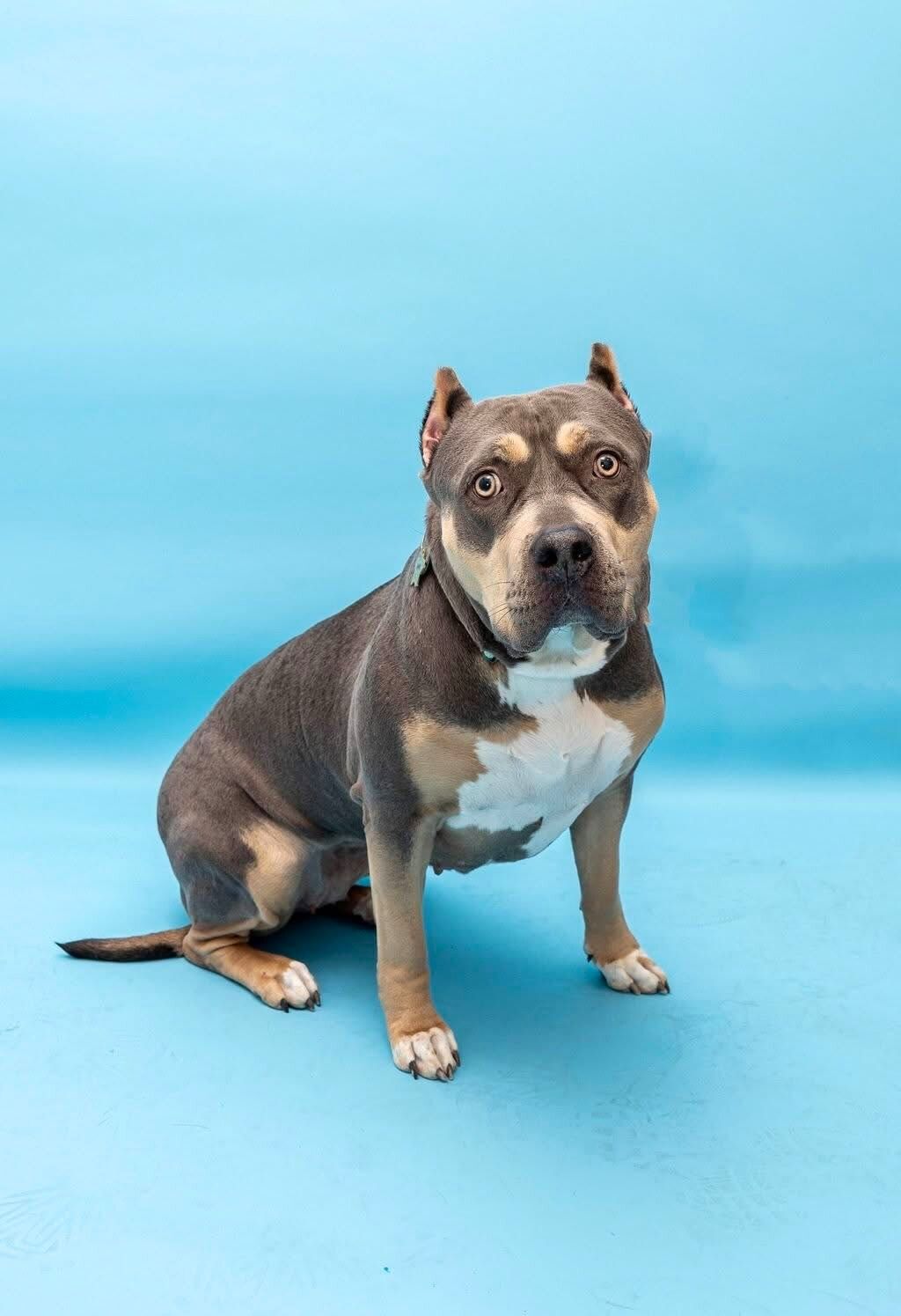 pit bull dog studio portrait