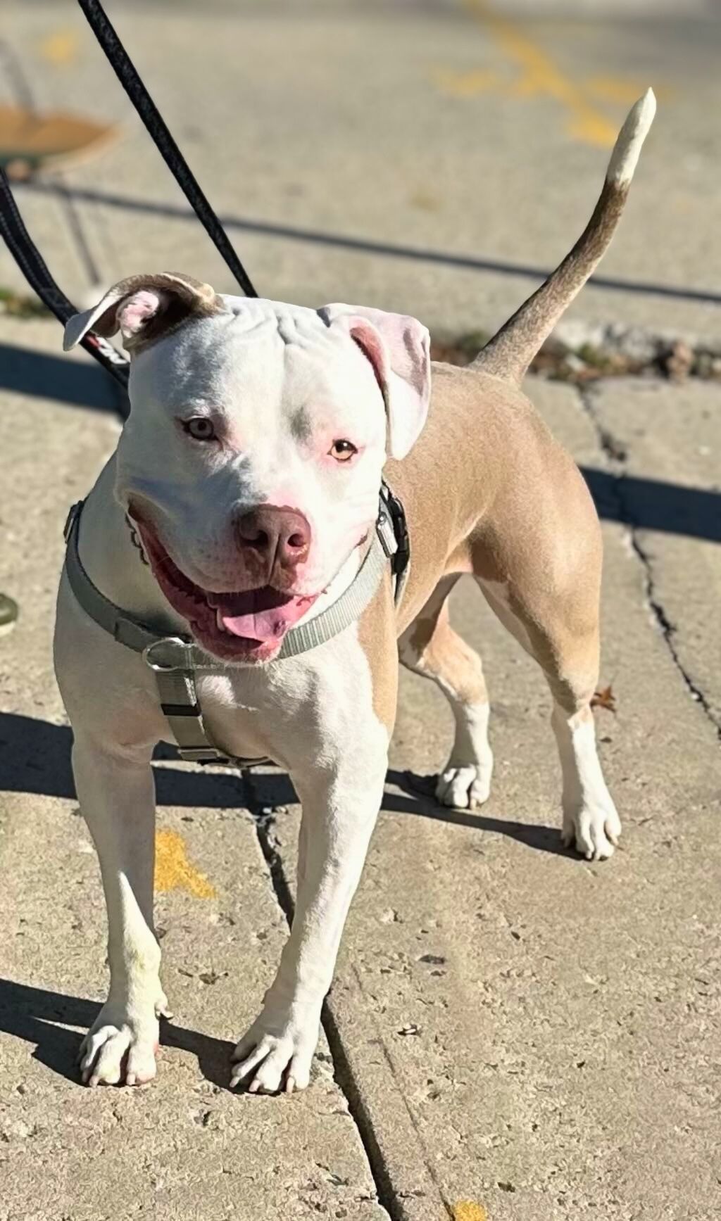 pit bull dog on walk with leash