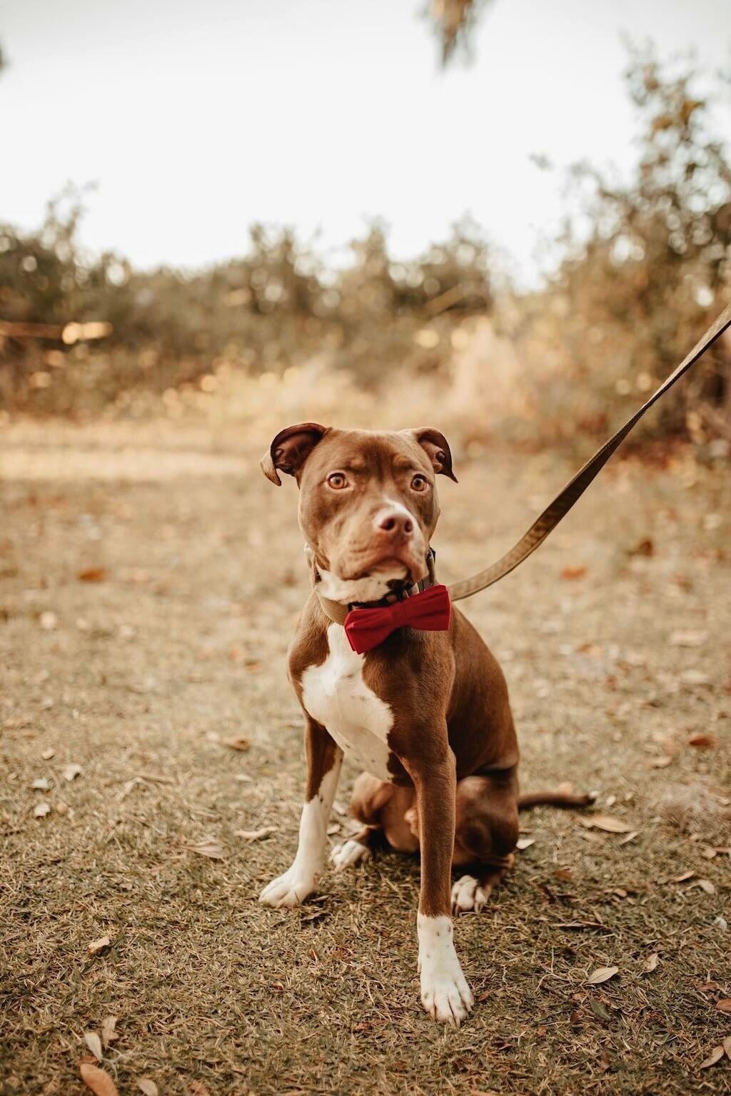 pit bull dog with red bow tie