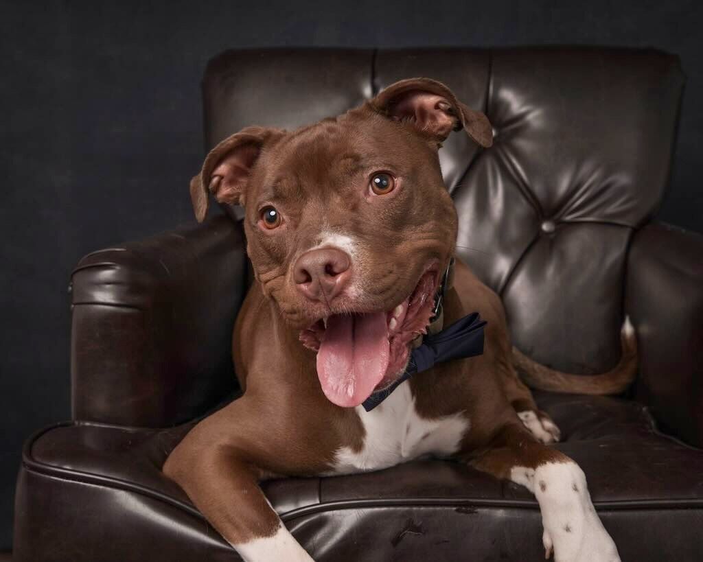 pit bull dog on leather chair