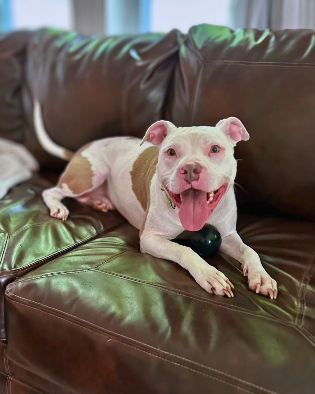pit bull dog on brown leather couch