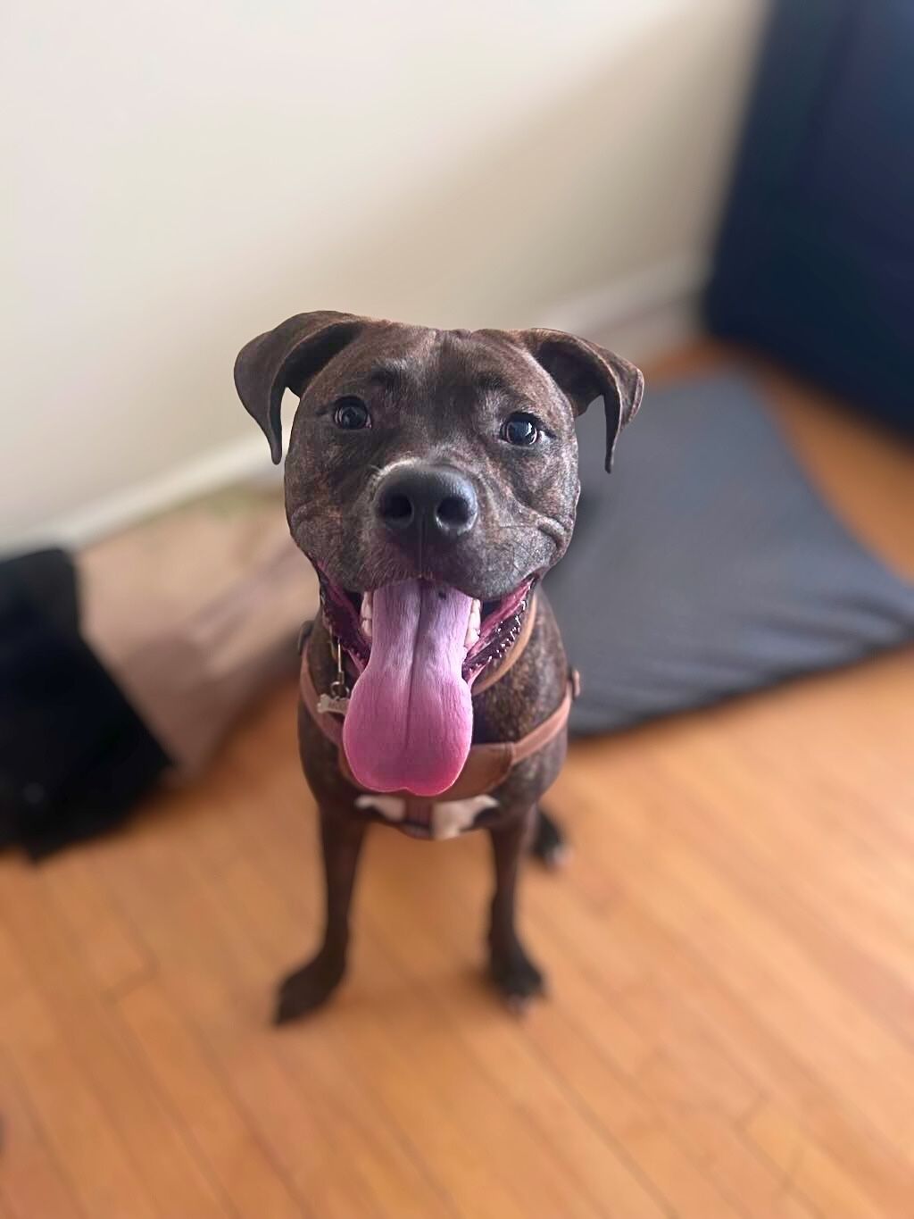 pit bull dog with long tongue
