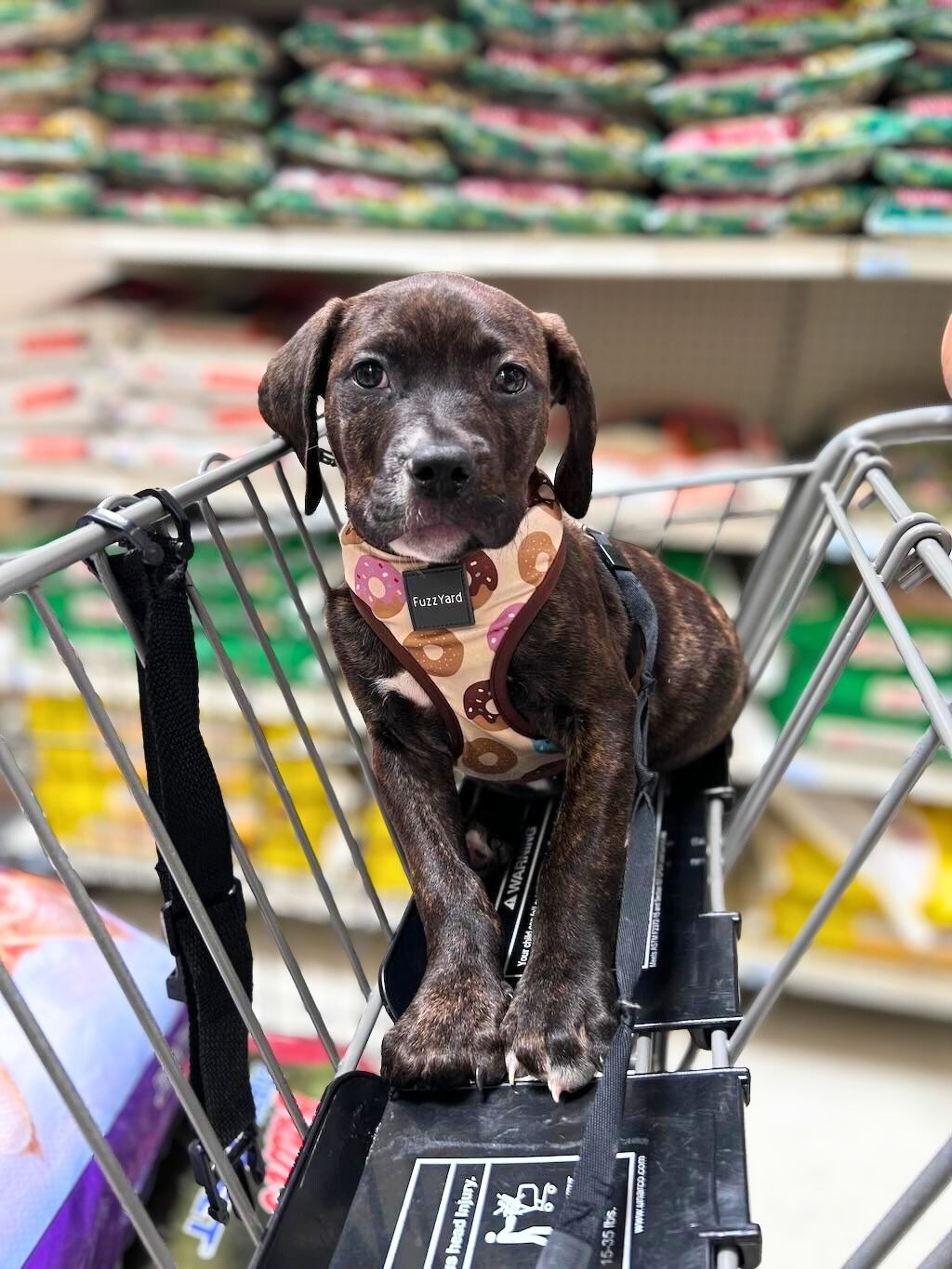 pit bull dog in grocery cart