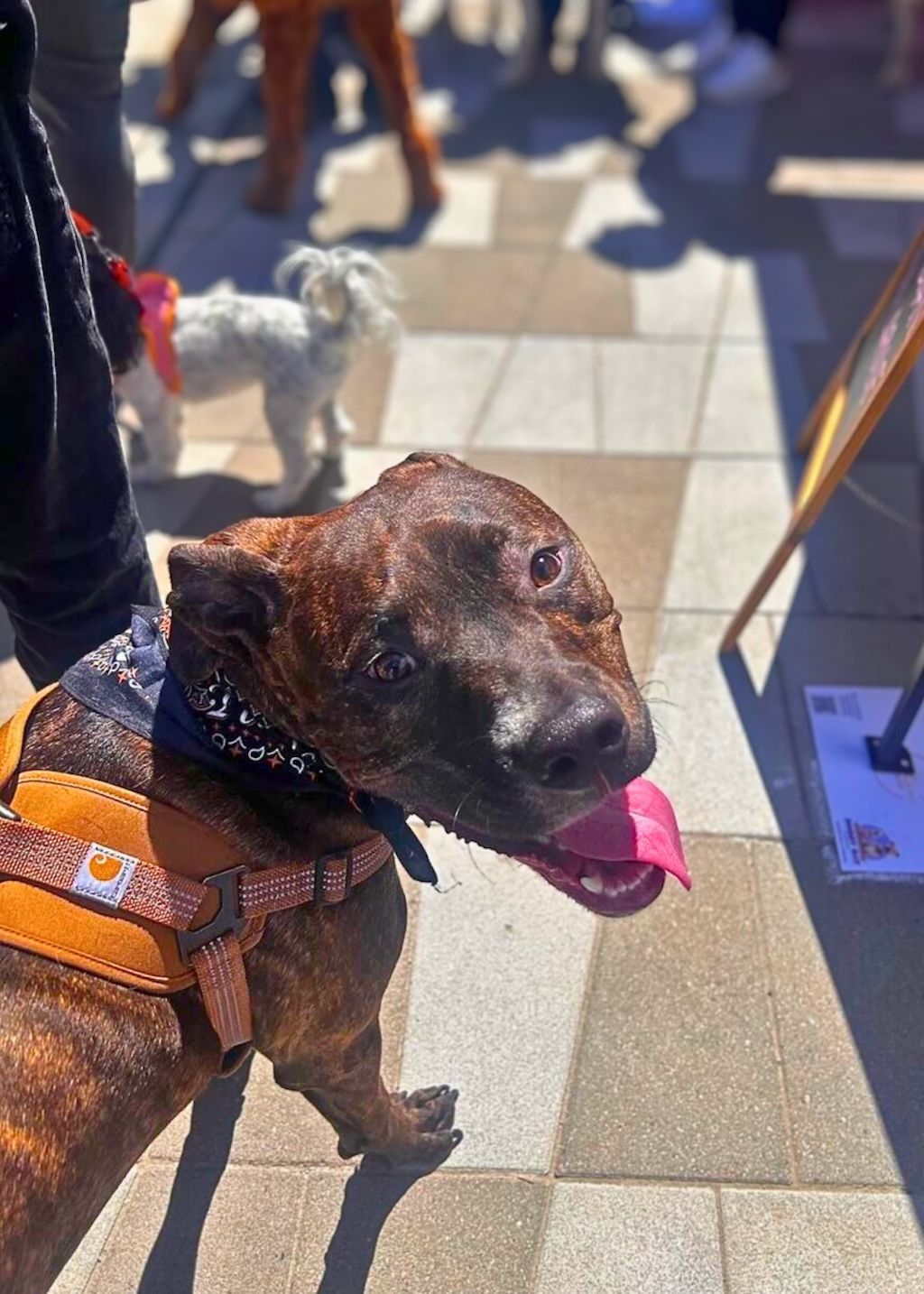 pit bull dog on walk