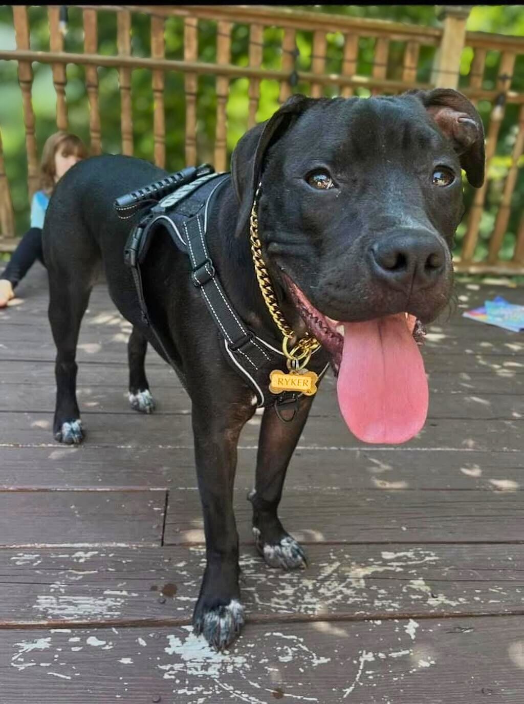 pit bull dog with necklace on porch