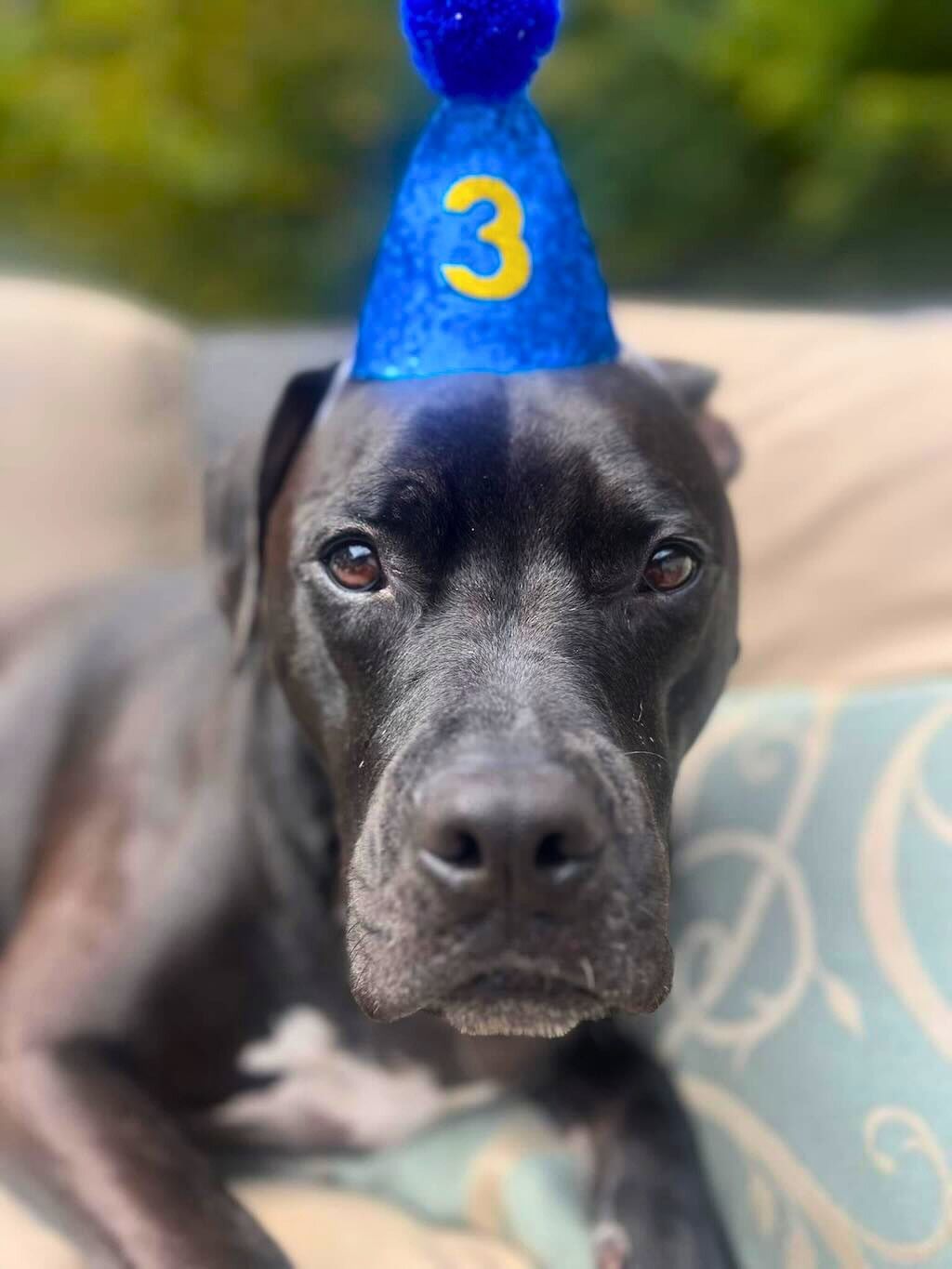 pit bull dog with birthday hat