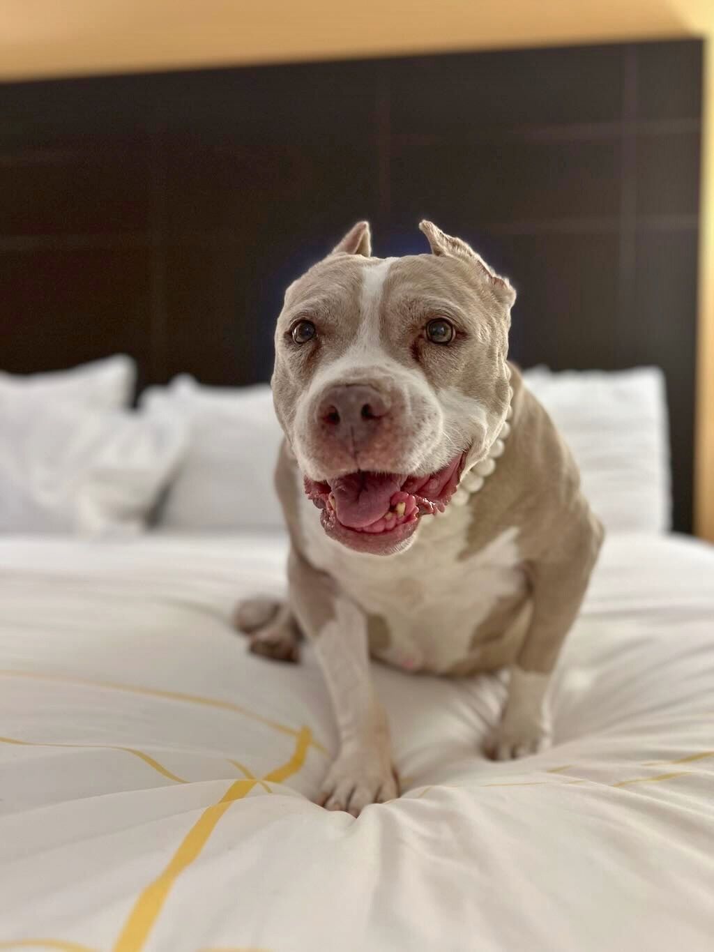 pit bull dog on bed with necklace