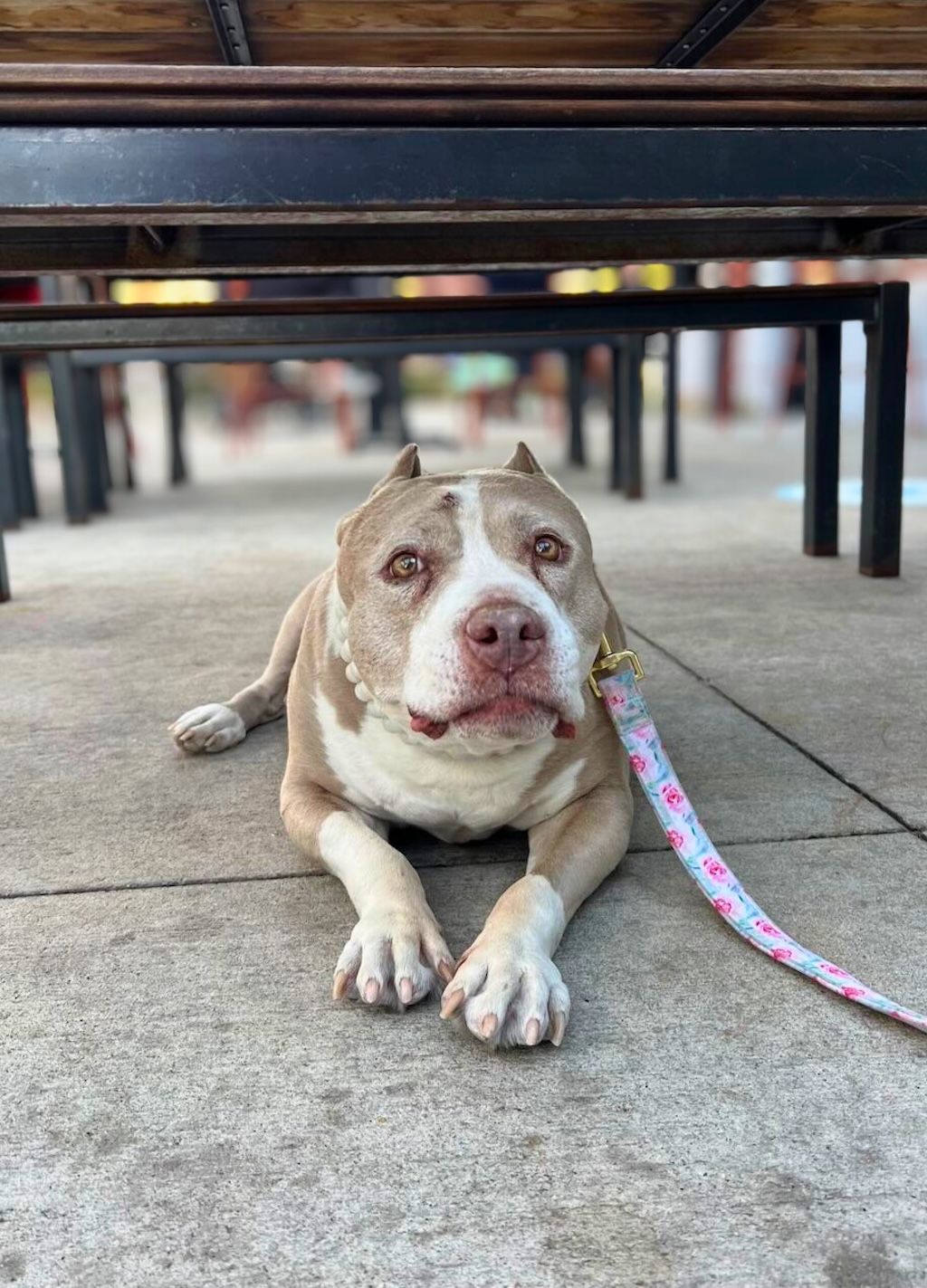 pit bull dog under table