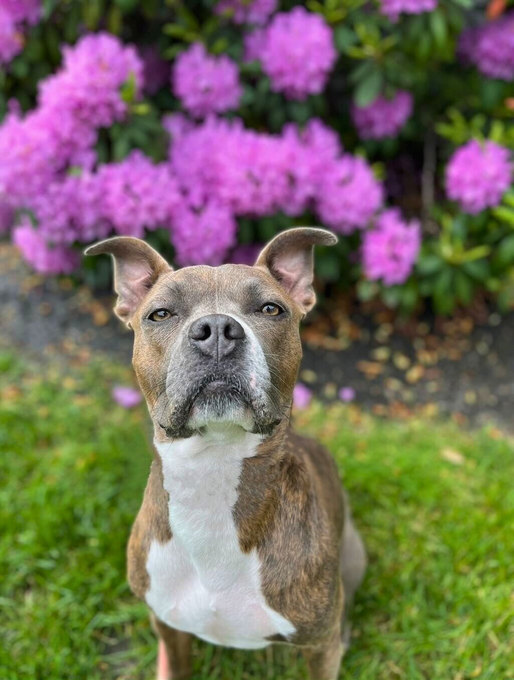 pit bull dog with purple flowers