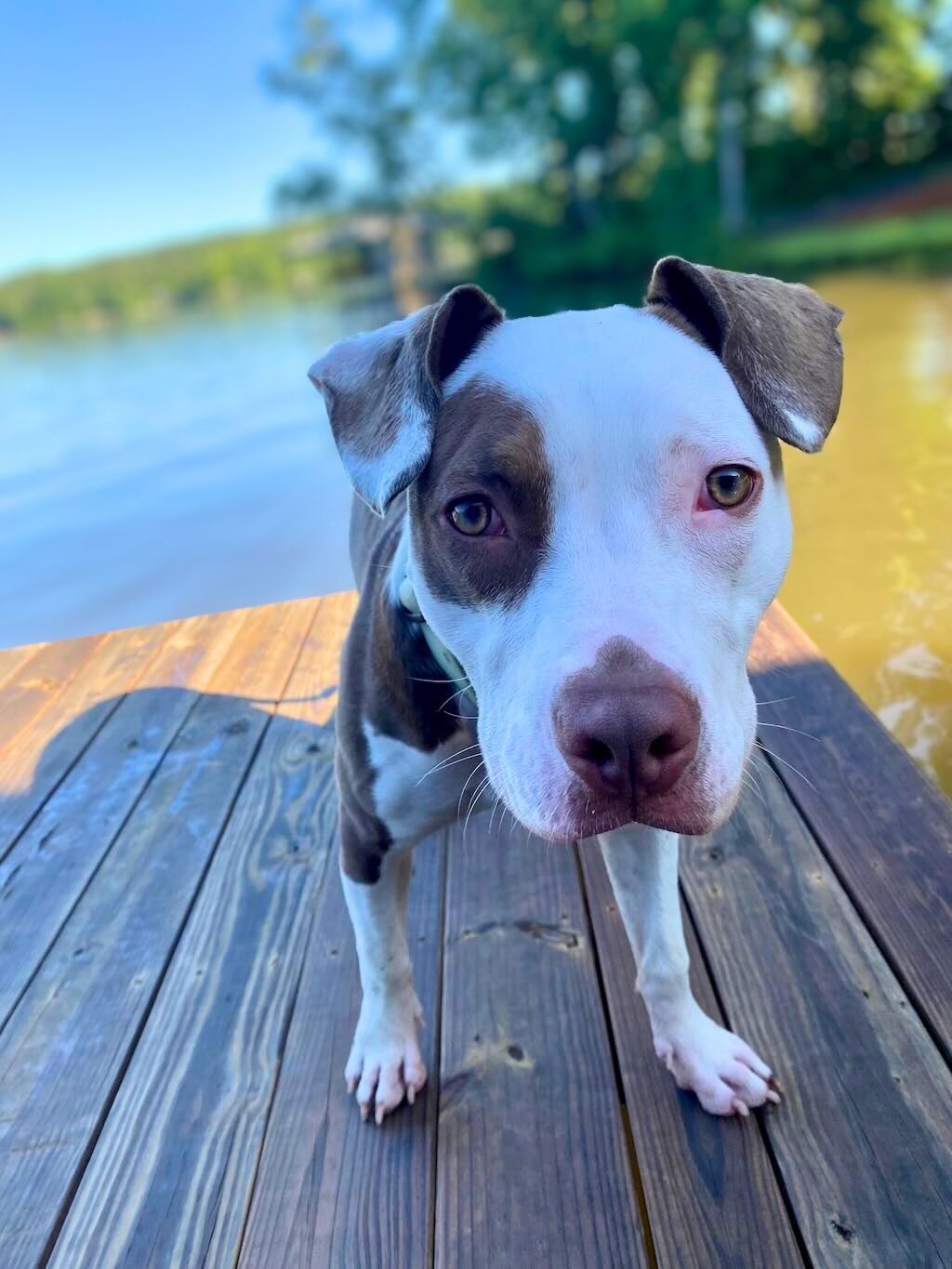 pit bull dog in front of lake