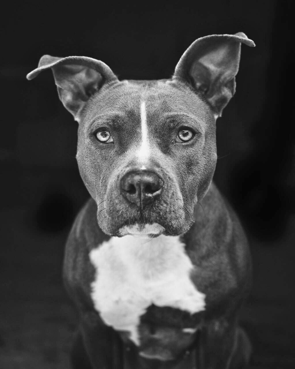 pit bull dog black and white portrait
