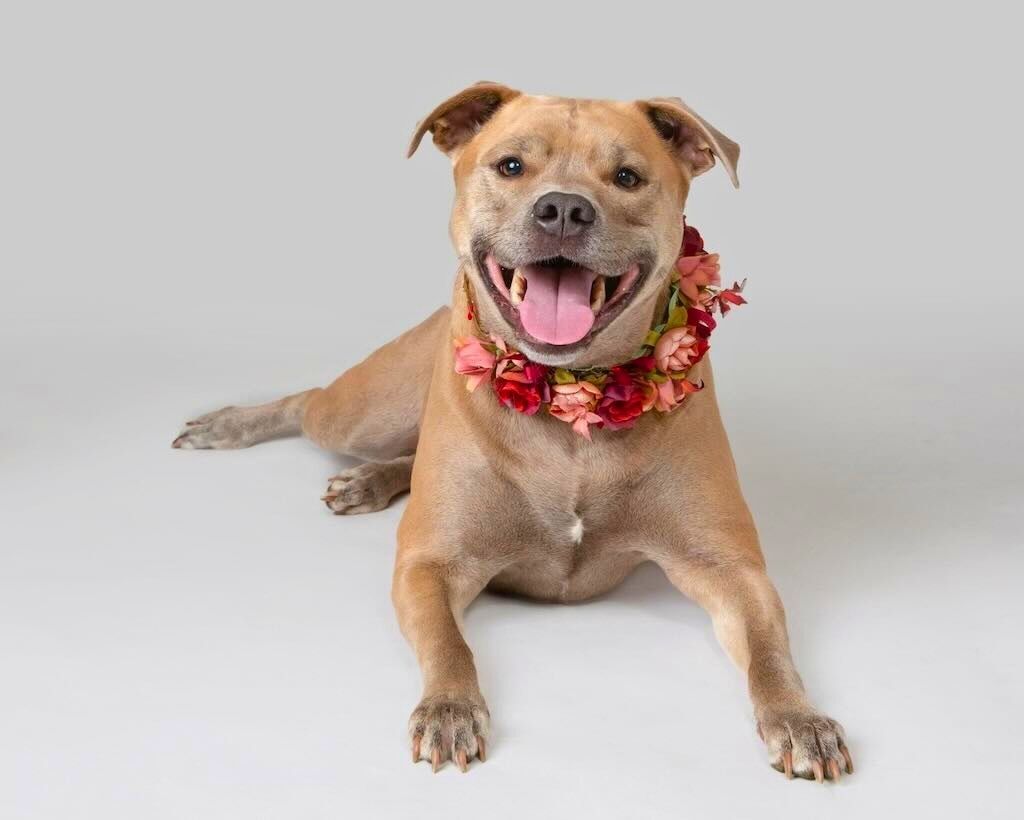 pit bull dog with rose necklace