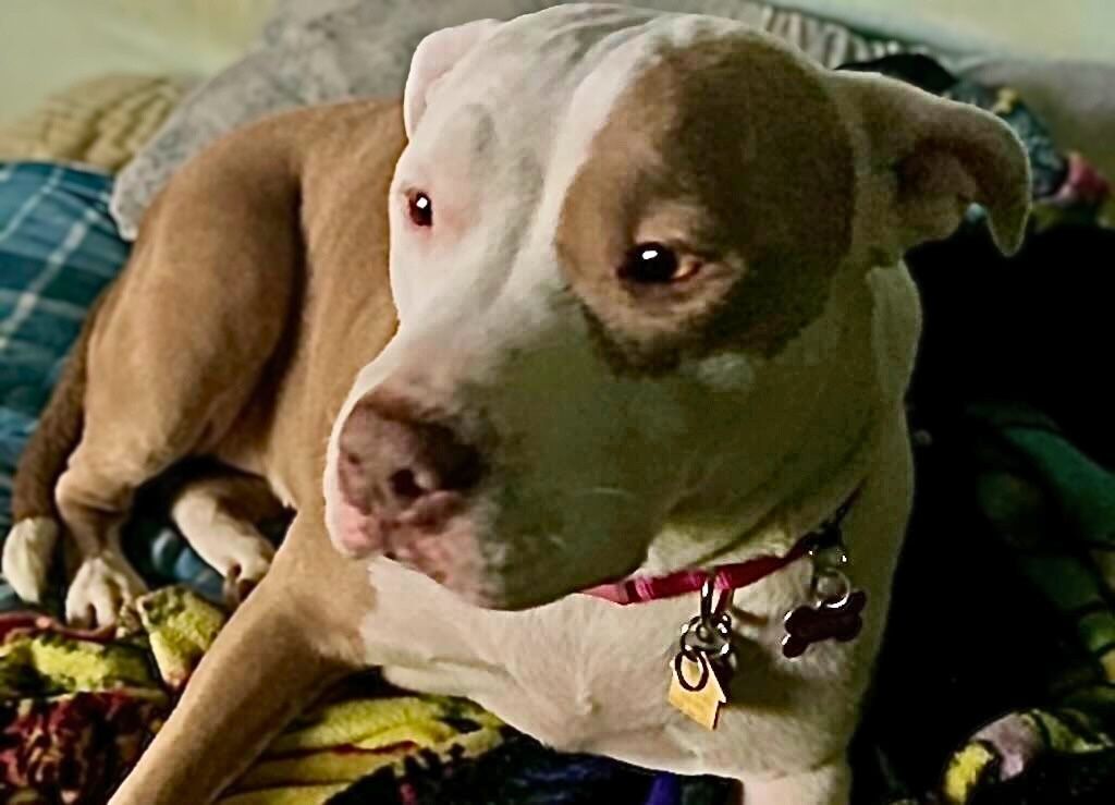 pit bull dog on pillows