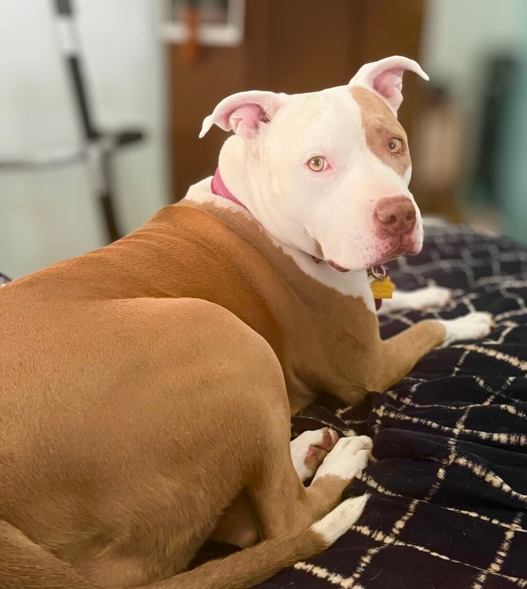 pit bull dog on blue bed