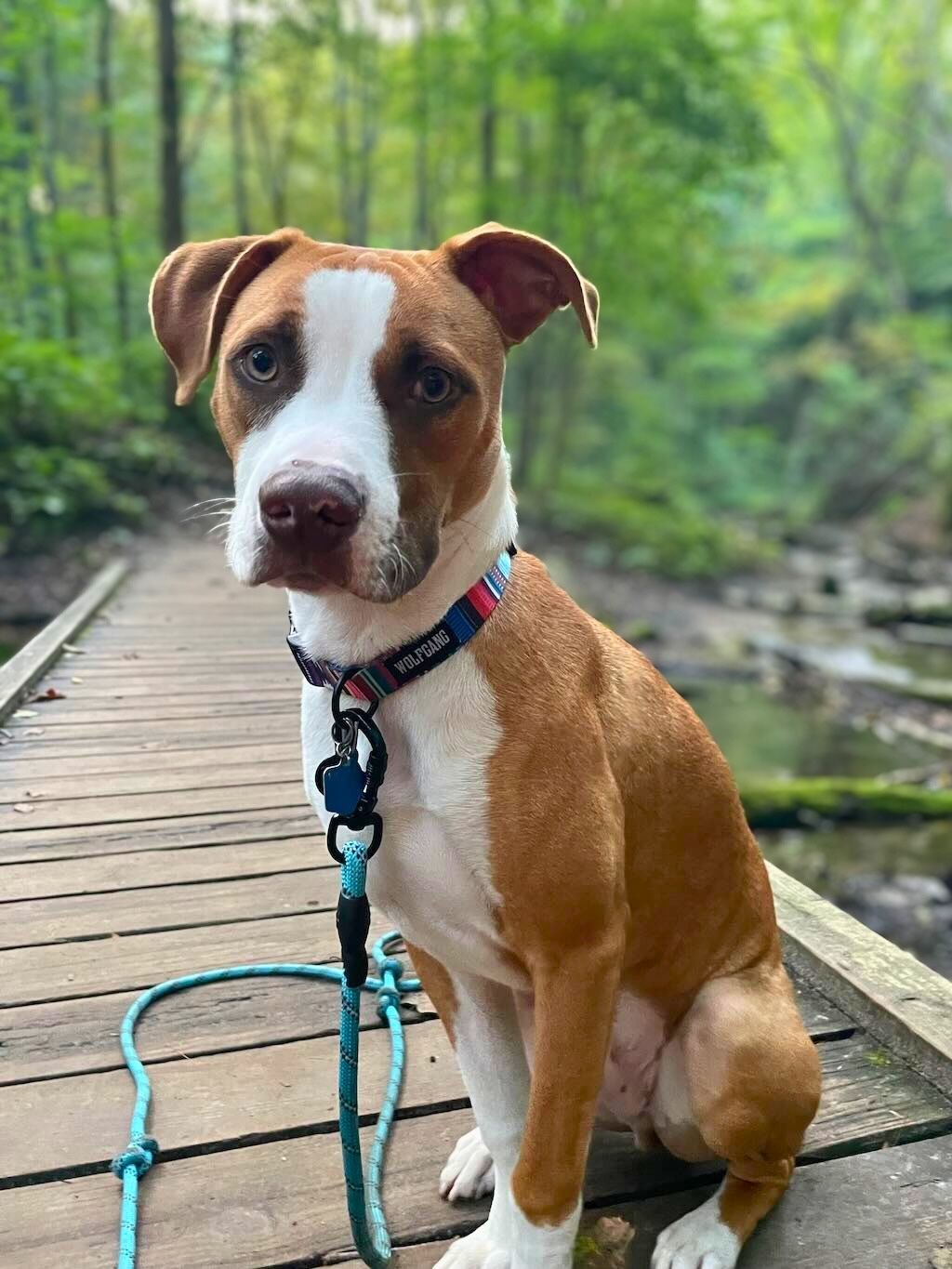 pit bull on trail walk