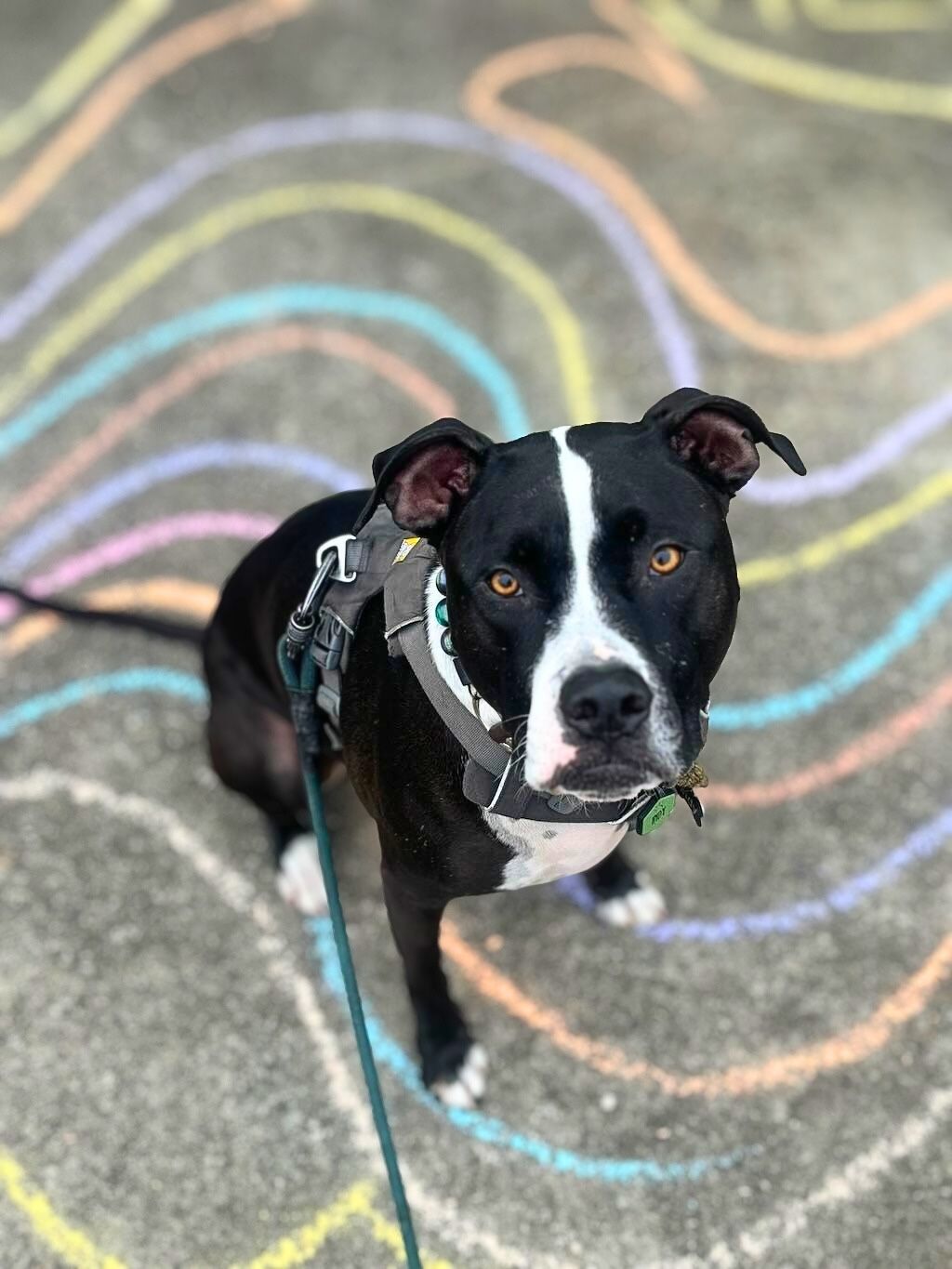 pit bull dog on sidewalk with art