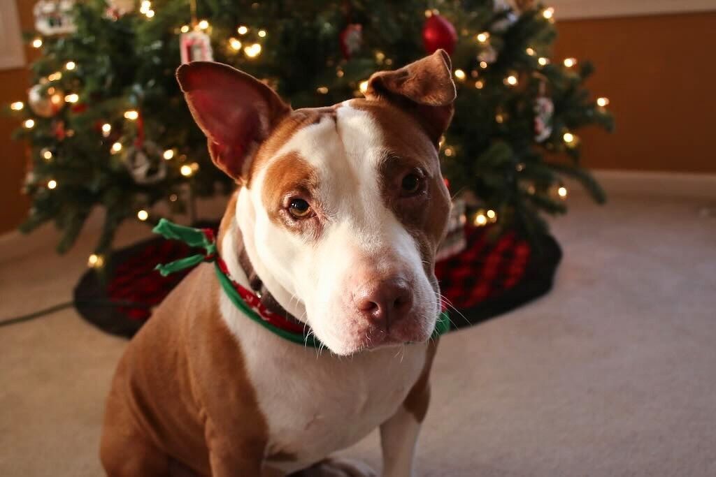 pit bull dog with christmas tree