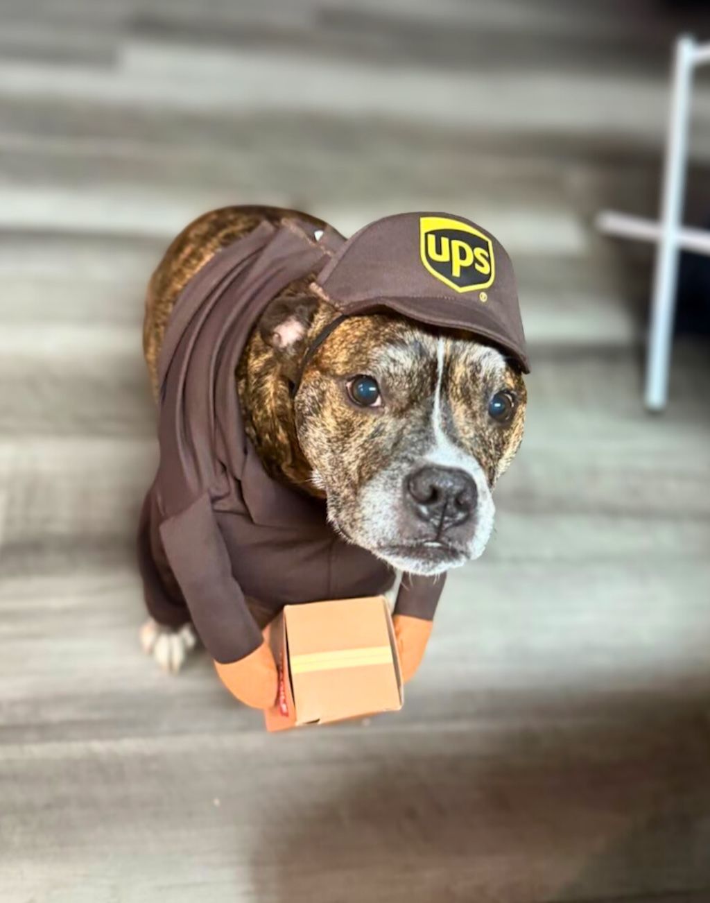 pit bull dog ups costume