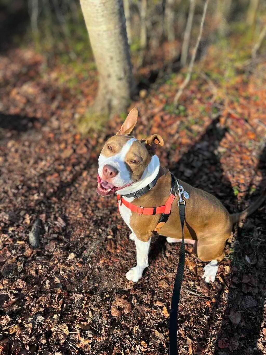 pit bull dog in forest