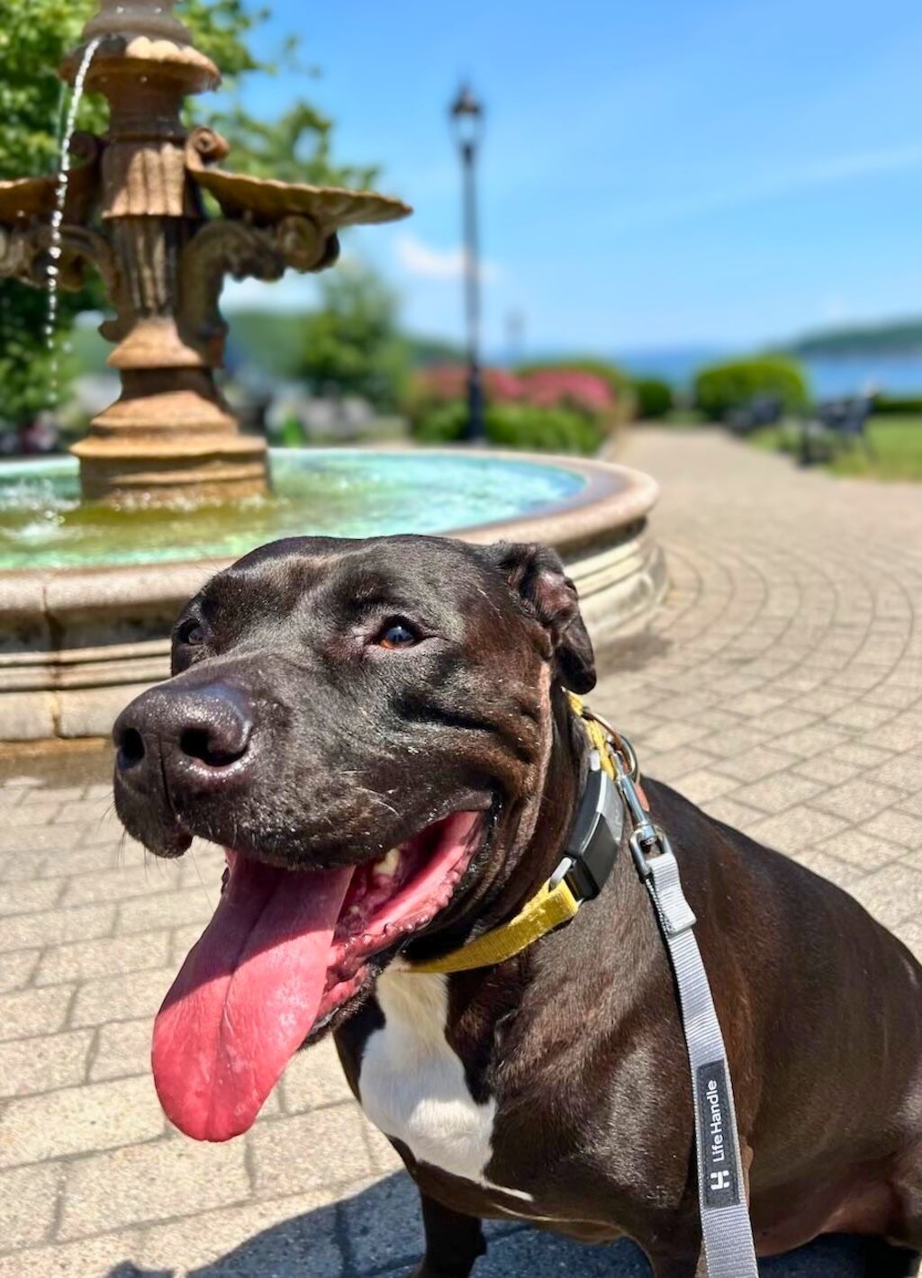 pit bull dog next to water fountain