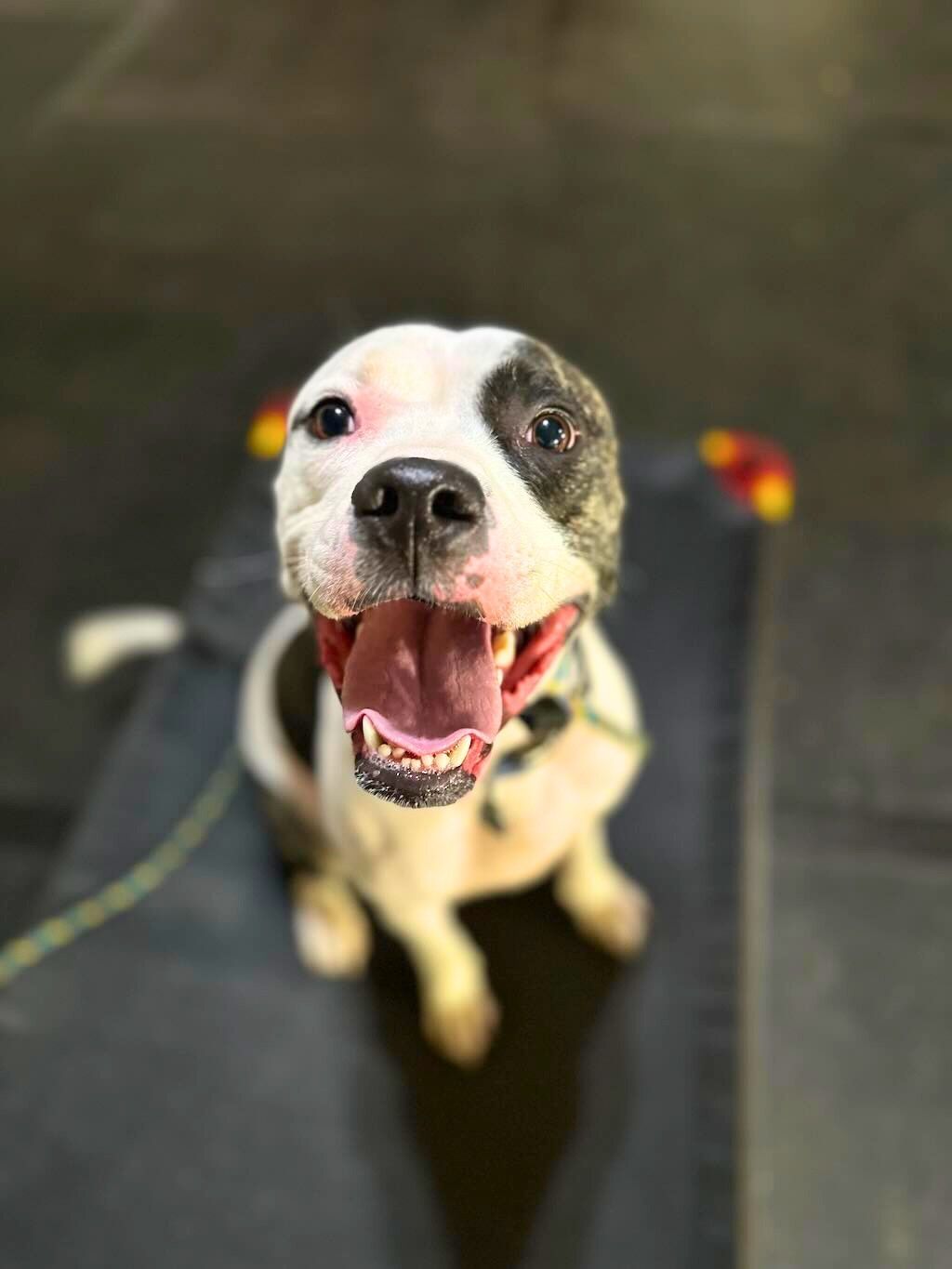 pit bull dog looking up smiling