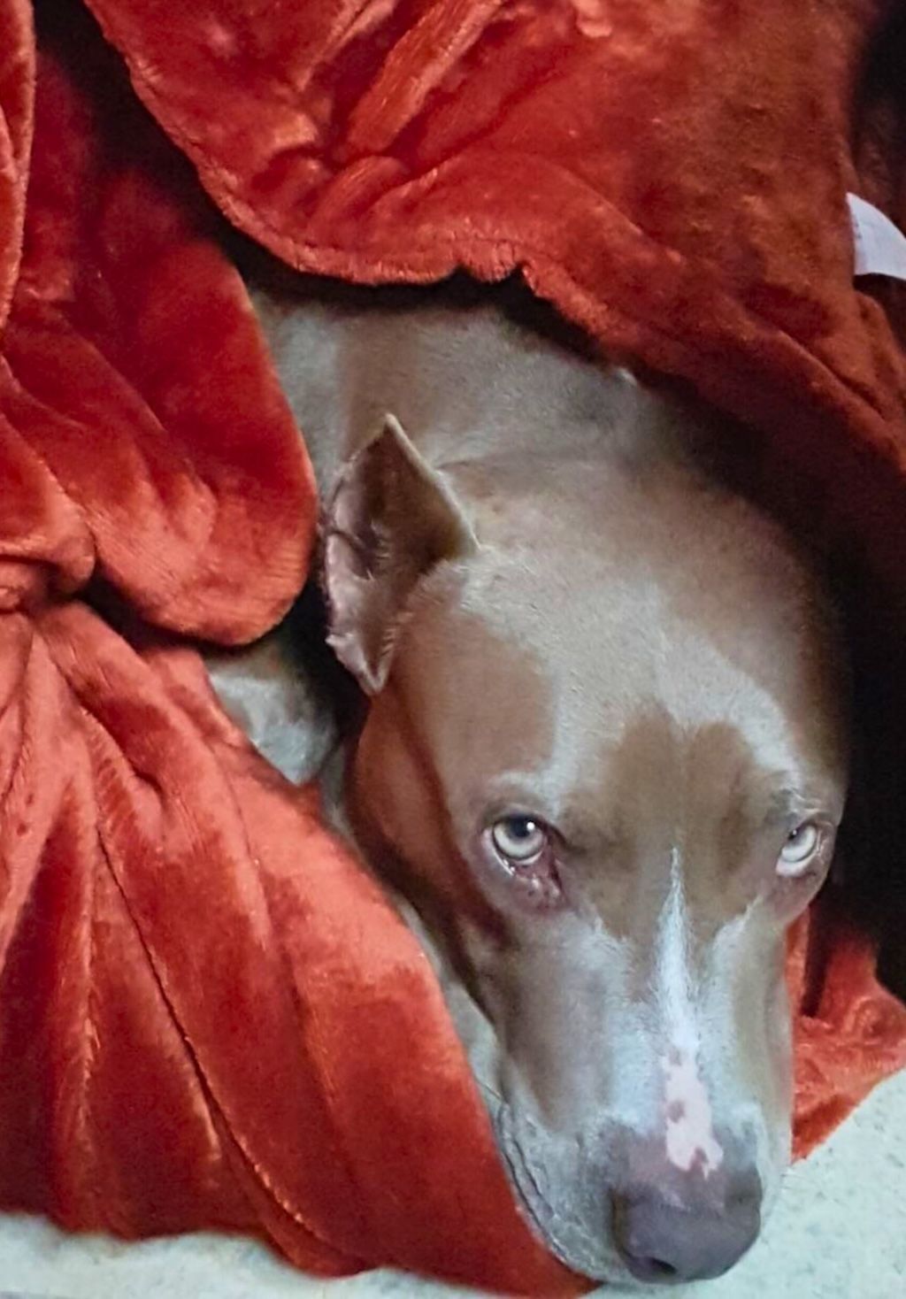 pit bull dog in red blanket