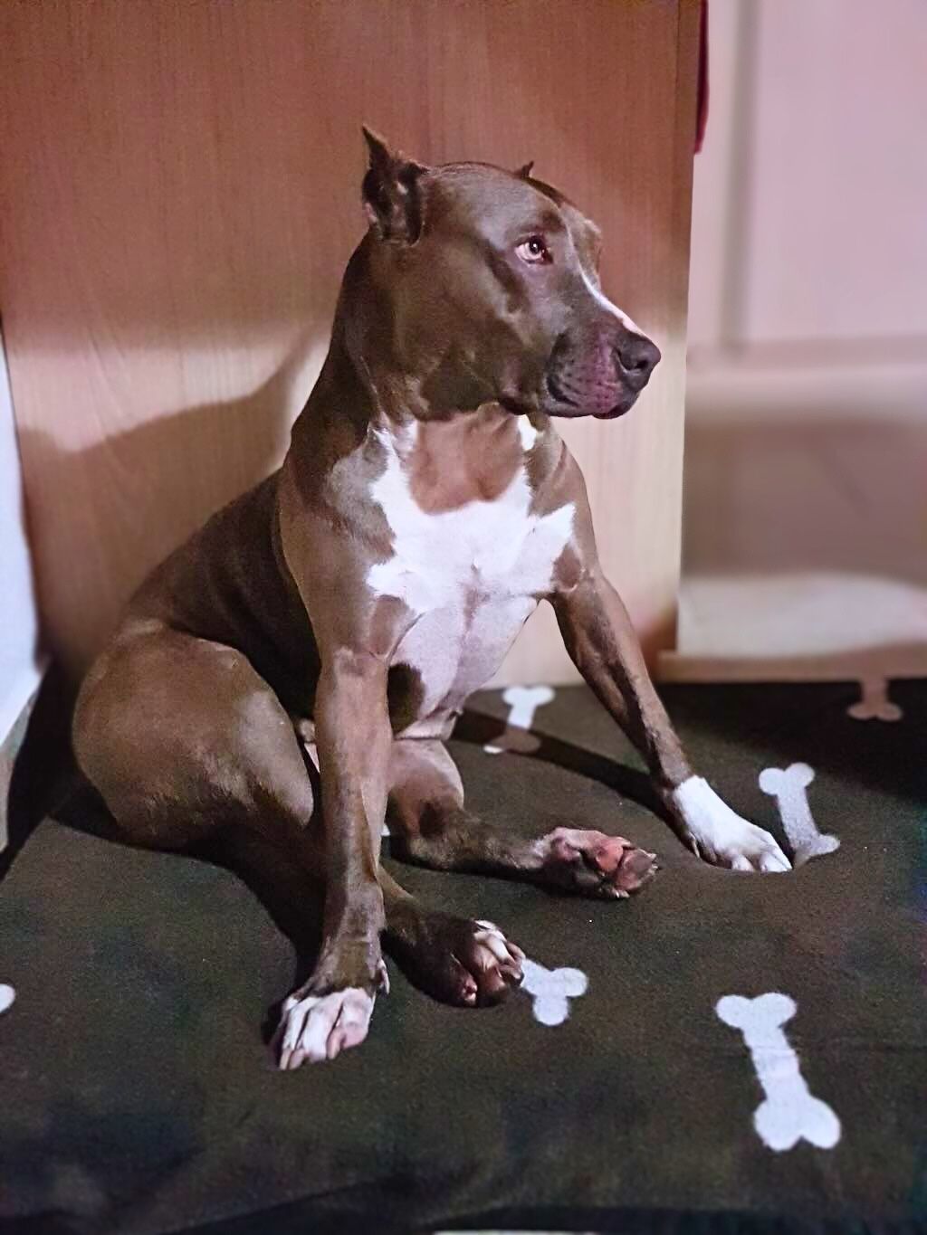 pit bull dog looking to side