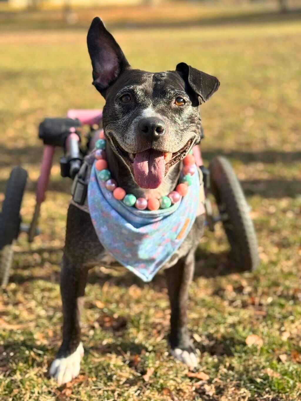 pit bull dog with wheelchair