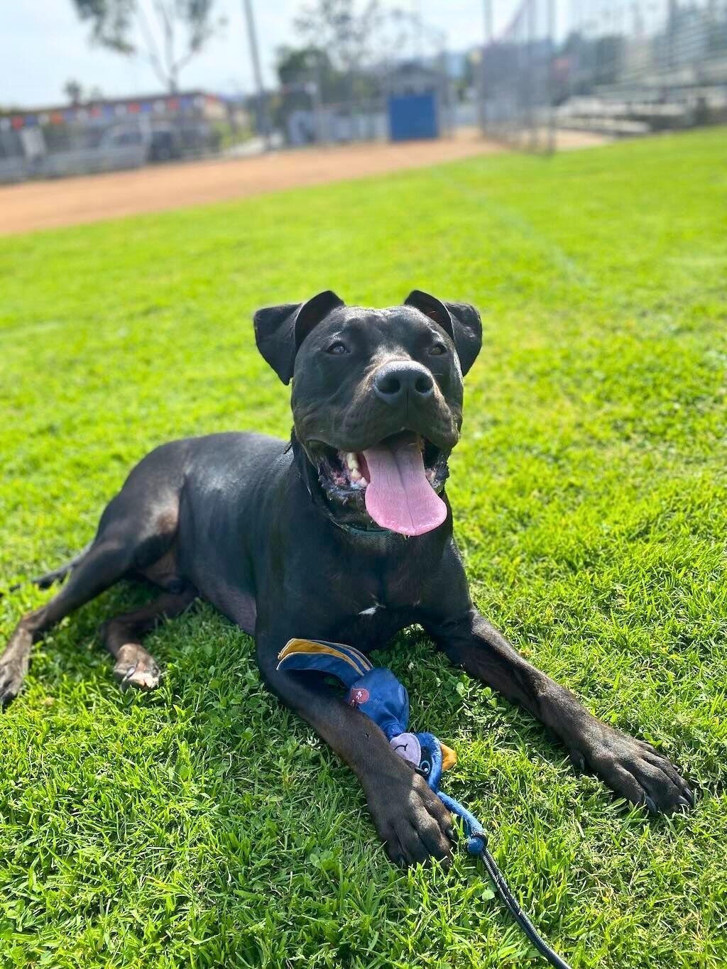 pit bull dog outside smiling