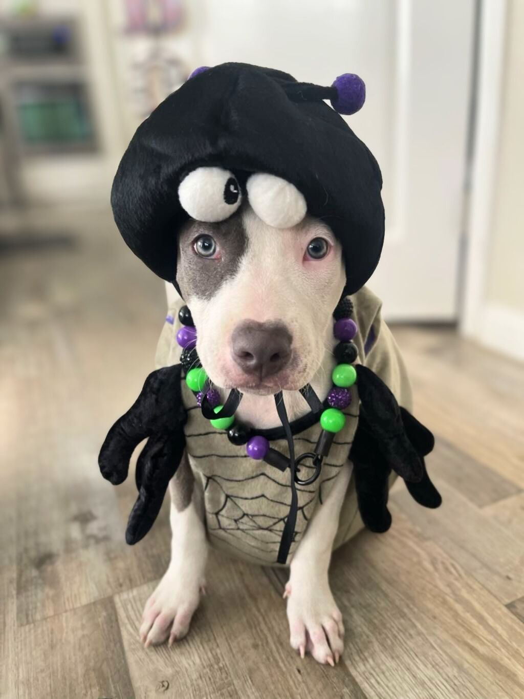pit bull dog with costume
