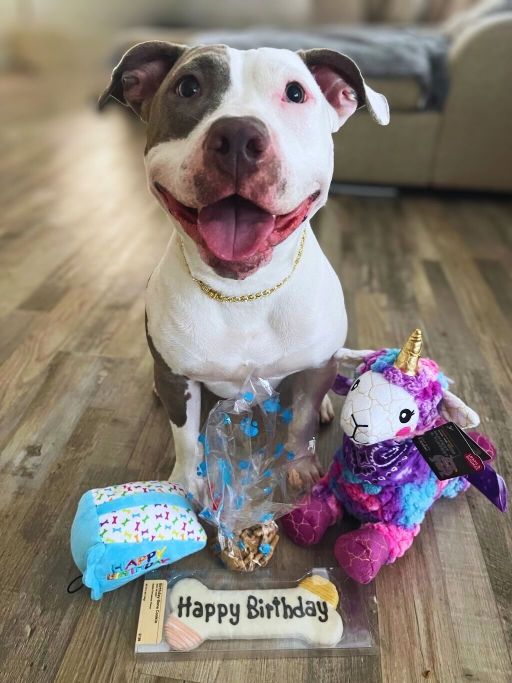 pit bull dog smiling birthday