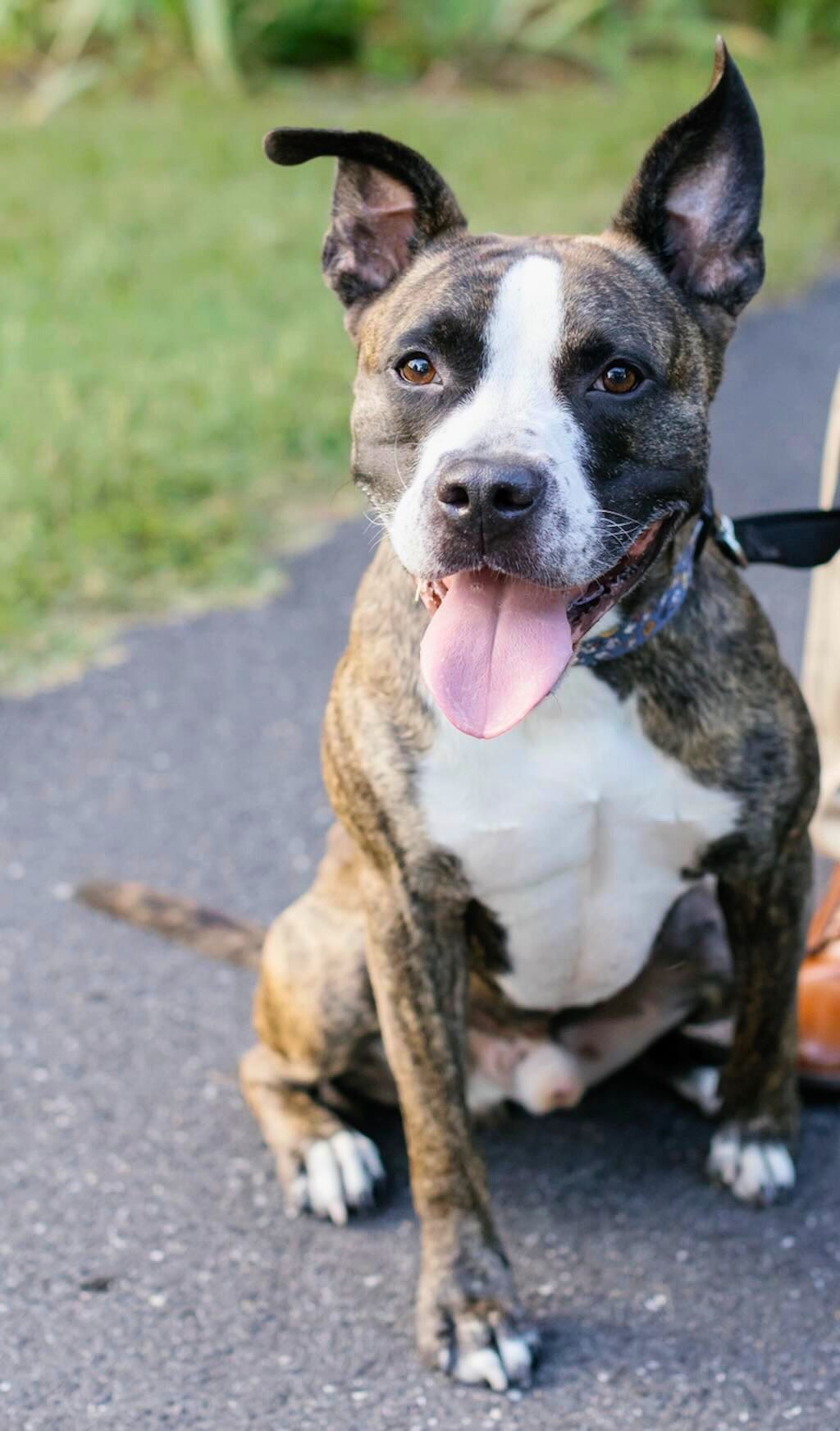 pit bull dog on walk