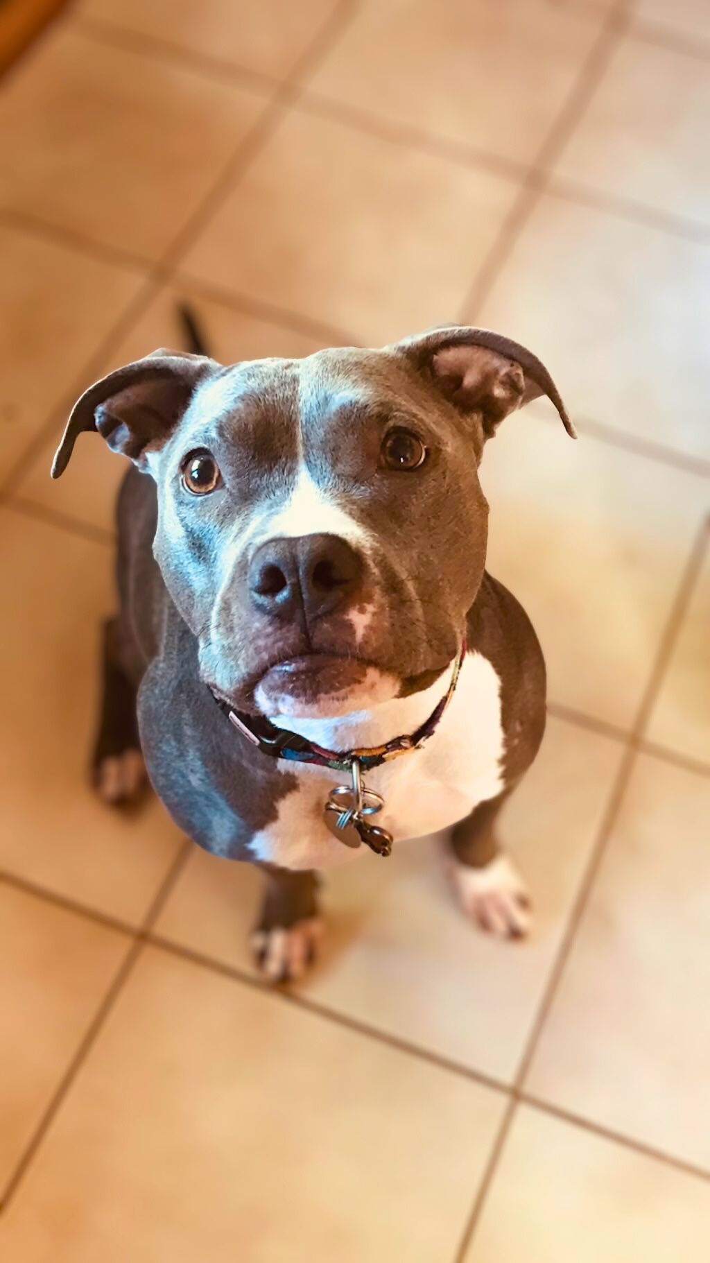 pit bull dog in kitchen