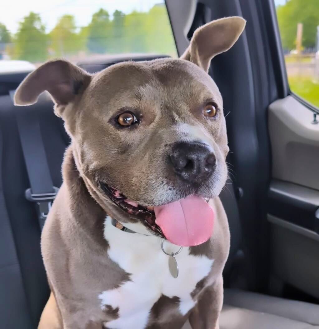 pit bull dog smiling in car