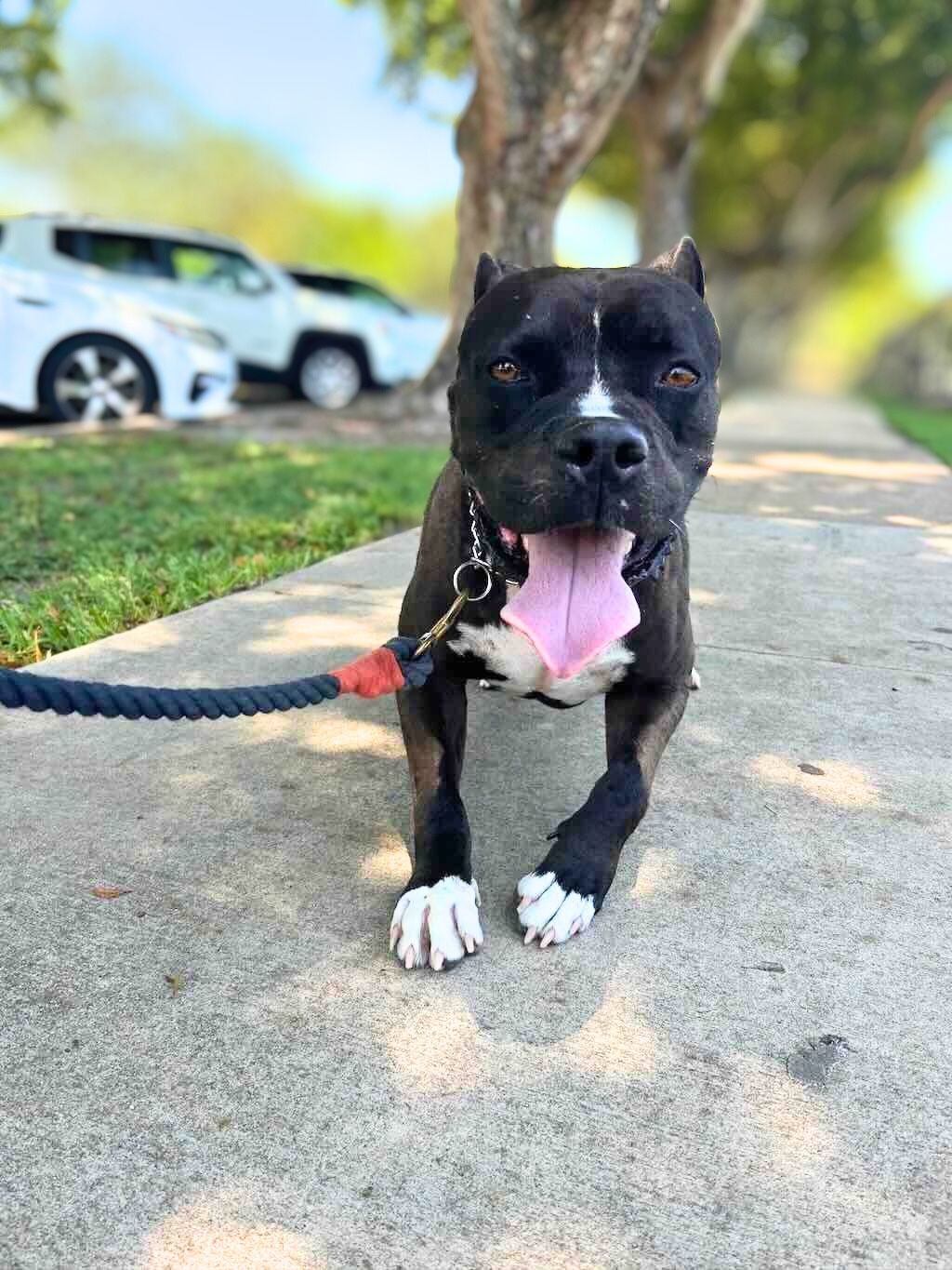 pit bull dog on sidewalk