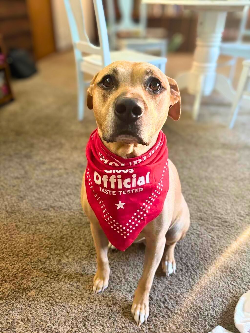 pit bull dog with red bandana