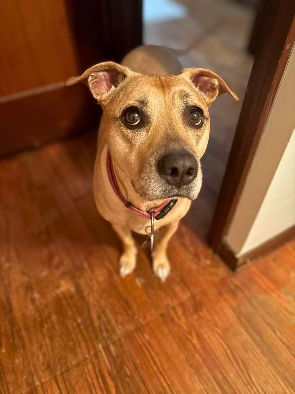 pit bull dog in house