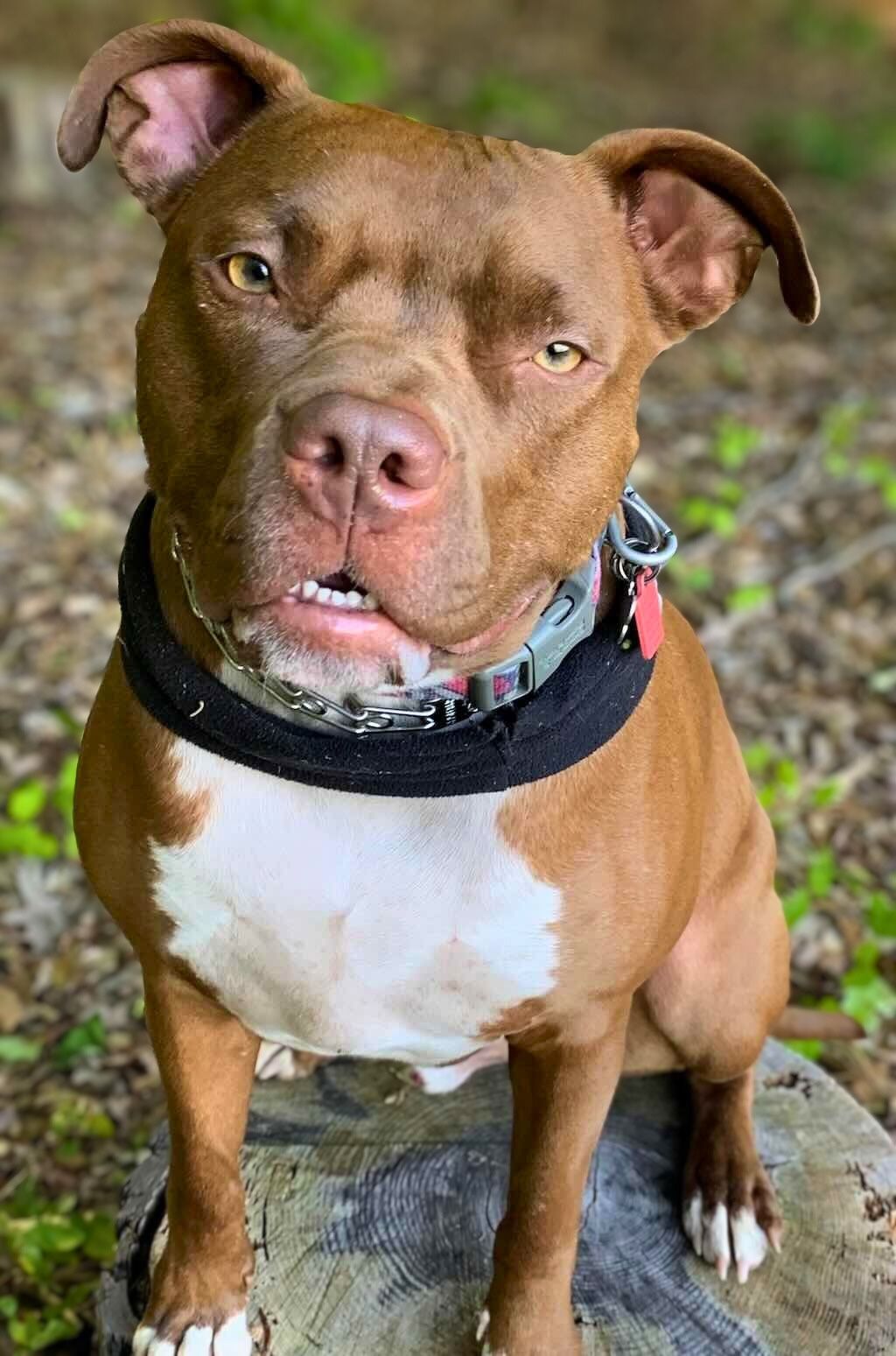 pit bull dog on tree stump