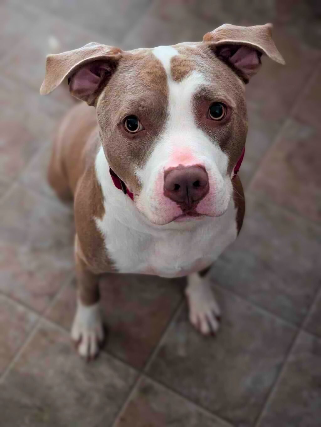 pit bull dog on tile looking up