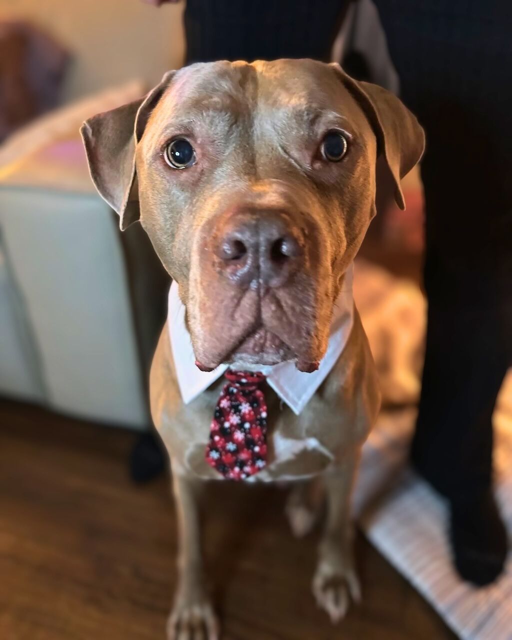 pit bull dog with tie