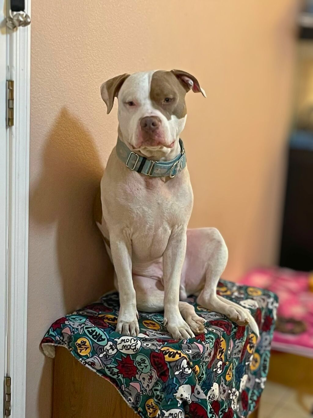 pit bull dog in house with blue collar