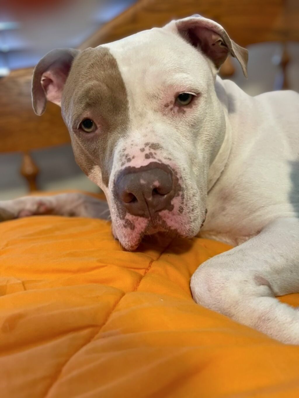 pit bull dog on bed orange pillow