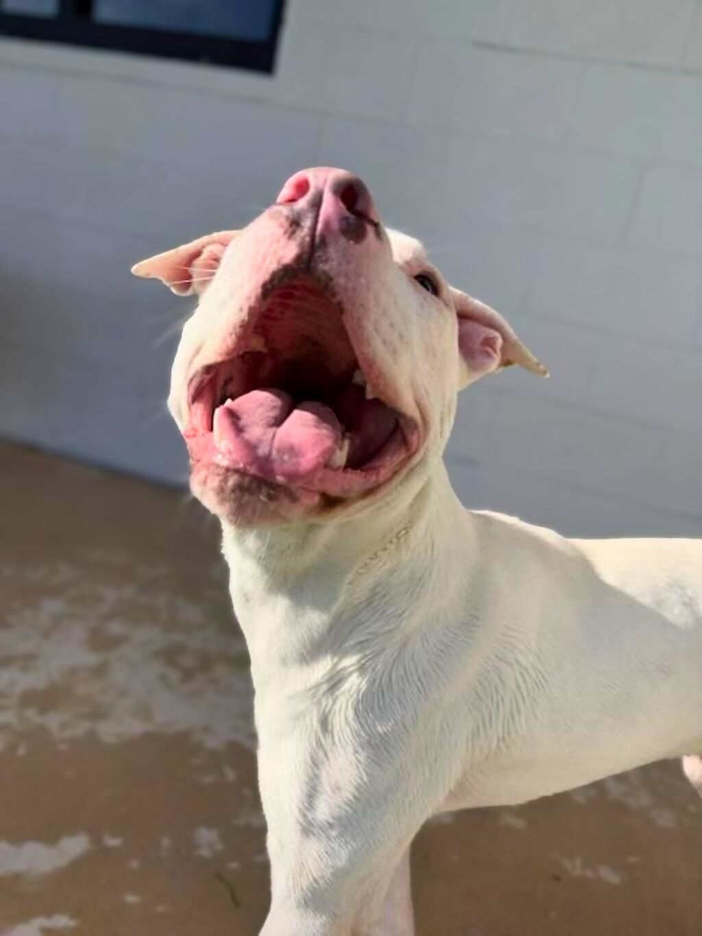 pit bull dog with big open smile