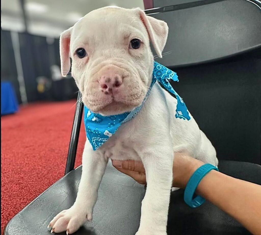 pit bull puppy with blue bandana