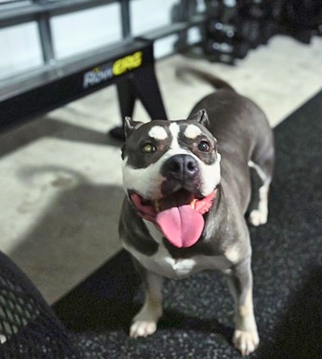 pit bull in garage