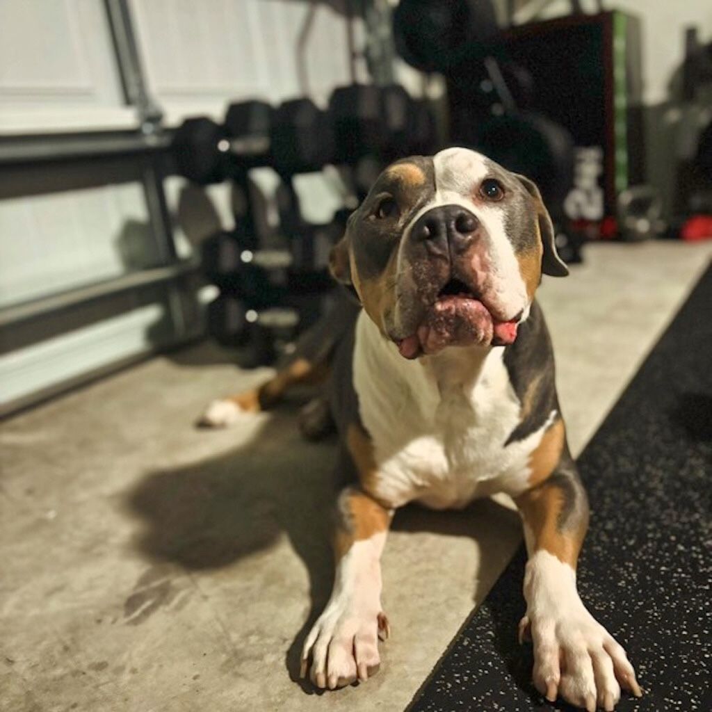 pit bull in garage