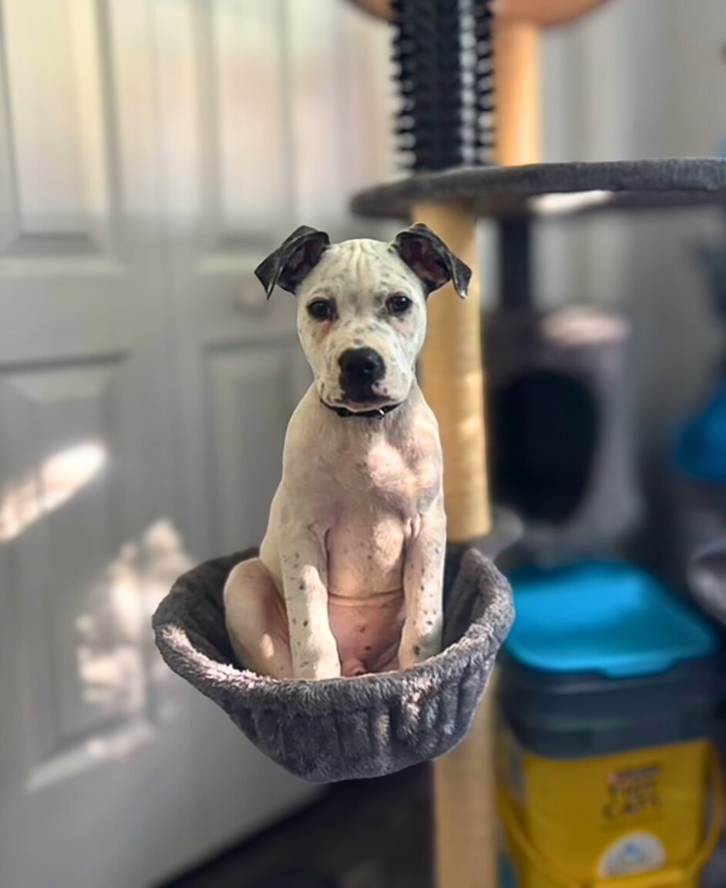 pit bull puppy sitting in room